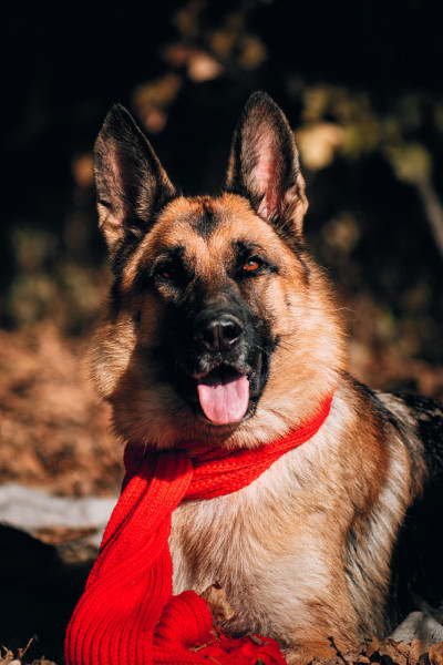 一个黑色和红色的德国牧羊犬在红色针织围巾的肖像。可爱的纯种友好的狗。漂亮的狗的照片日历。金色树叶背景