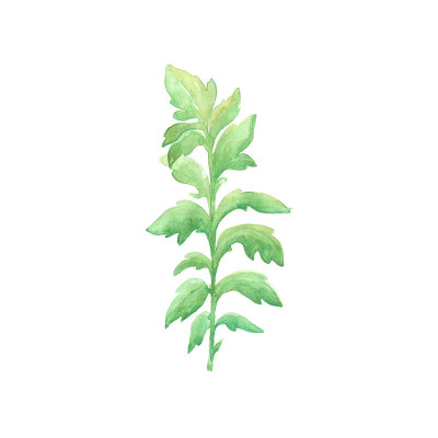 明亮的水彩叶子孤立的白色背景