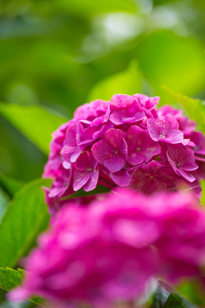 绣球花