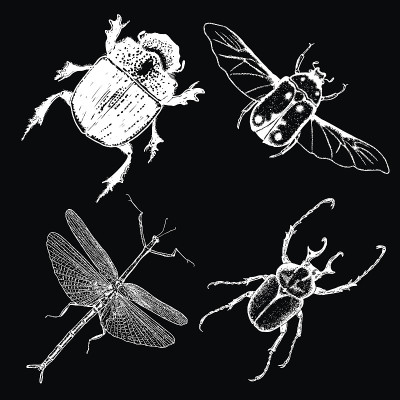 Insect stipple drawing set isolated. Insects and b