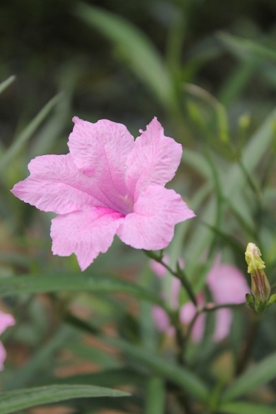 台婷花，粉红色