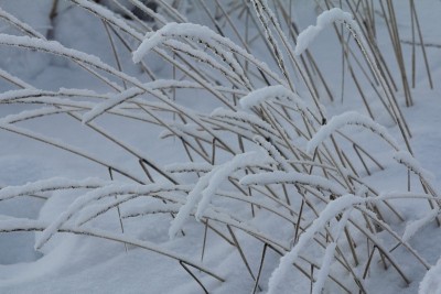 白雪覆盖的野生小麦