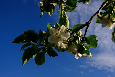 花朵的苹果