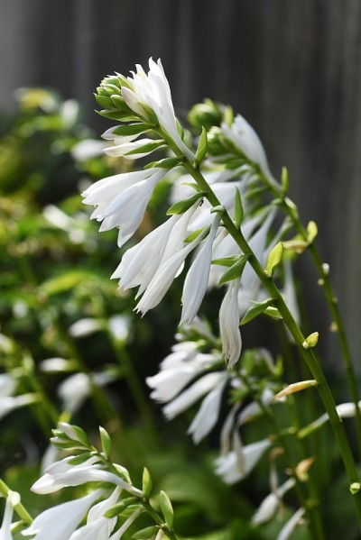 车前草百合白花。