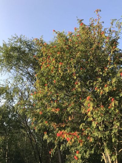 Appletree