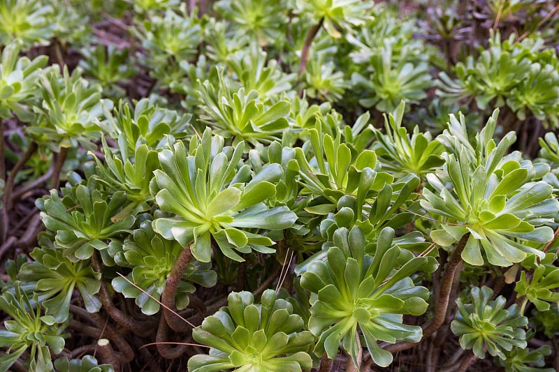 Aeonium arboreum