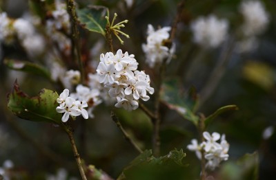银色的桂花。