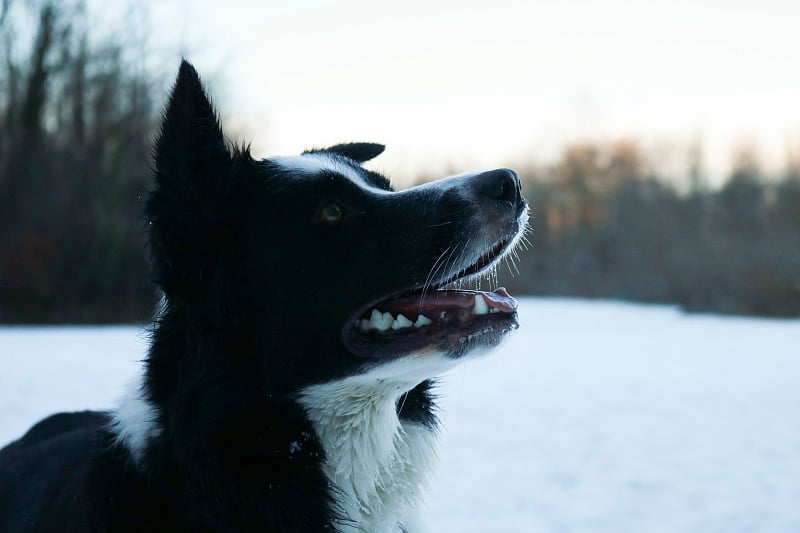 Border collie in the snow