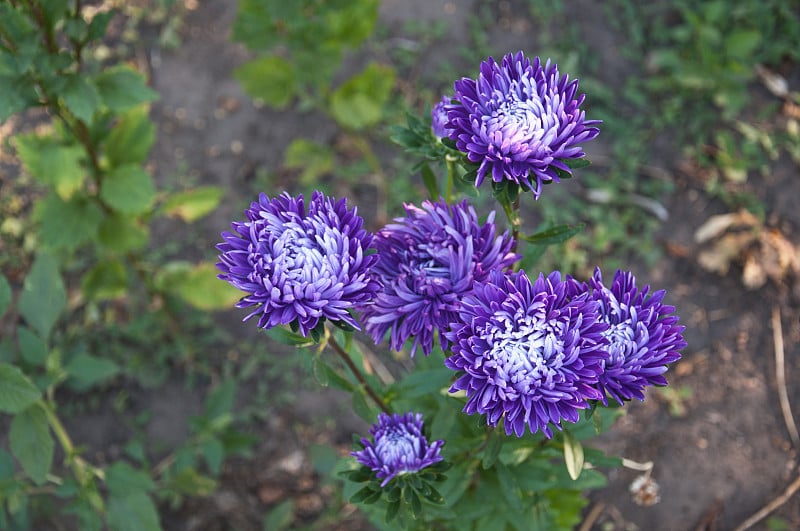 一些紫色的花(菊花)