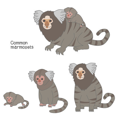 Vector illustration set of common marmoset (adult 