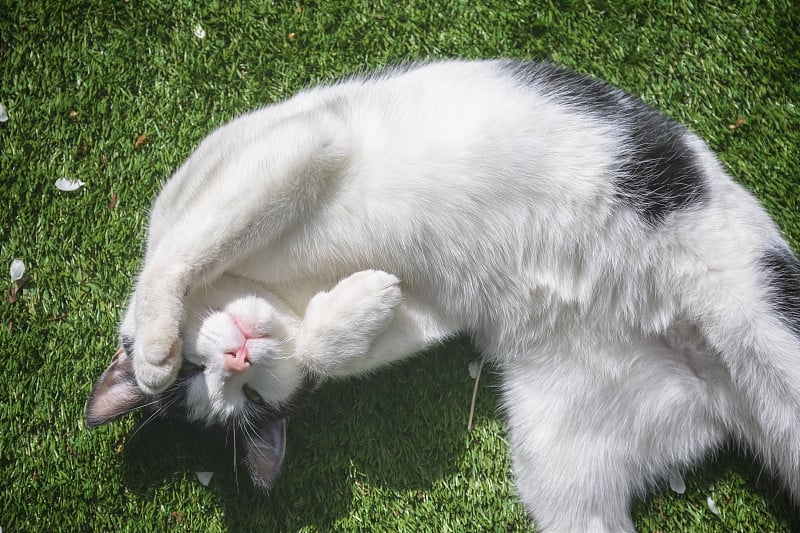 一只黑白相间的猫正在草地上打滚