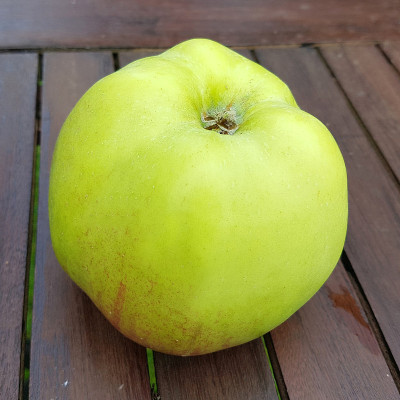 角汉堡煎饼，苹果，家蝇
