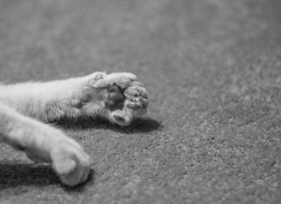 可爱的猫爪
