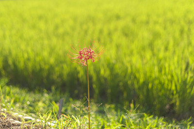 红蜘蛛礼来，春分花。