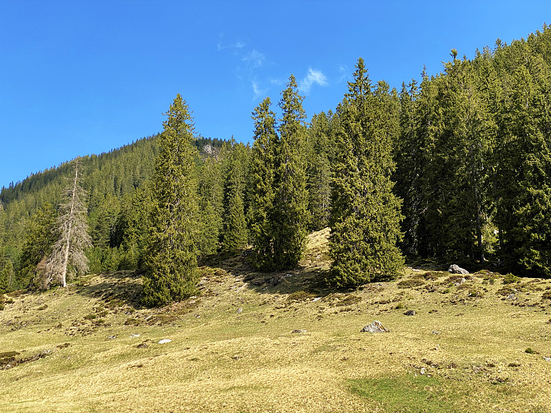 常绿森林或针叶树在皮拉图斯山坡和山峰下的高山山谷，Alpnach - Obwalden，瑞士(坎顿奥