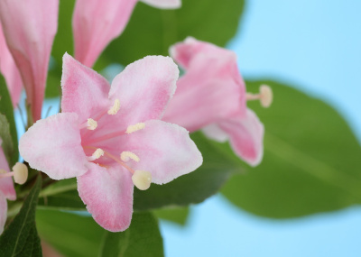 忍冬花