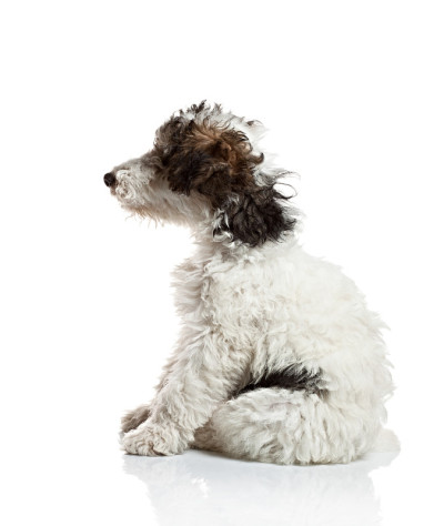 小狐犬侧视图