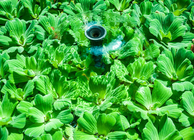 水生植物