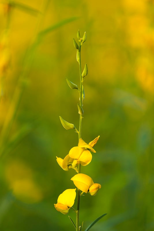 狗尾草，黄花