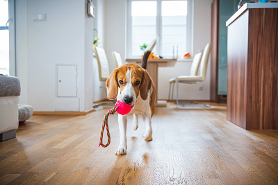 小猎犬在明亮的室内装饰一个玩具
