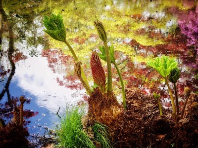 Gunnera