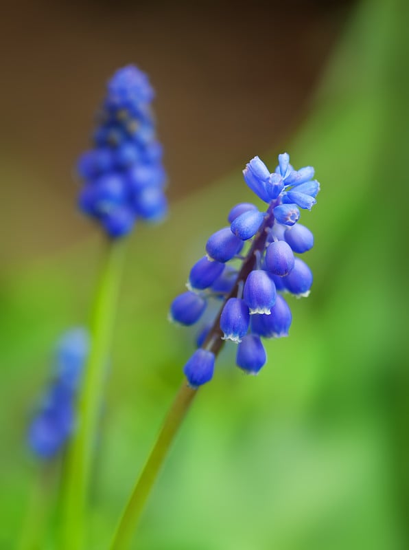 蓝色muscari