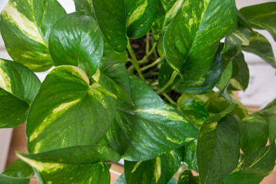 金色Pothos室内室内植物装饰特写