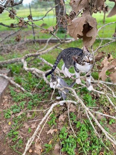 在树上玩的猫