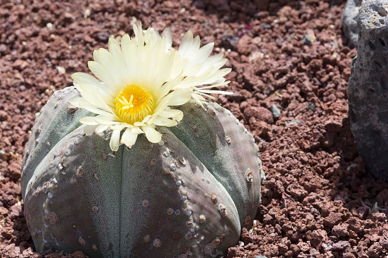 Catus Flowers - Lanzarote, Playa Blanca