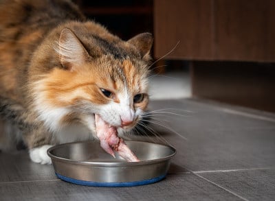猫吃生鸡翅尖。