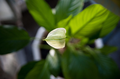 小号lily-01