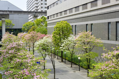 山茱萸树开花，建筑在商业区