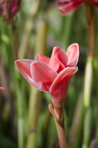 Etlingera其余的花