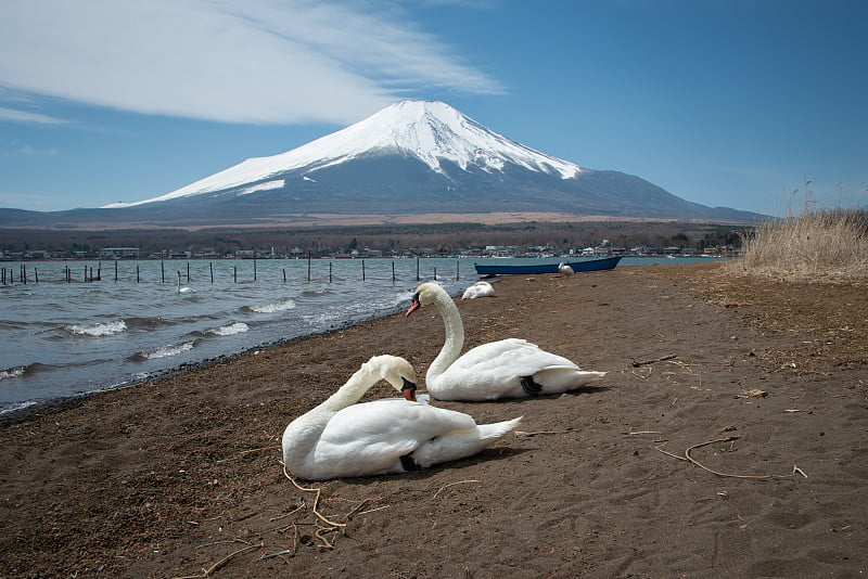 以富士山为背景的山中湖边的白天鹅