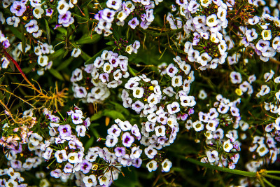 Lobularia maritima