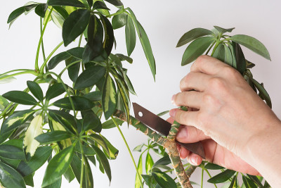 Woman hand cutting branch from stem of Schefflera 