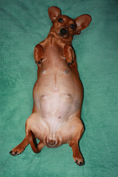 迷你腊肠犬小狗