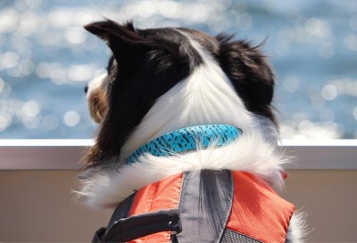 水犬