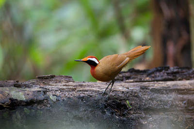 美丽的絮语(Eupetes macrocerus)，在早晨，角度观，侧面短，显示在原木木材的自然，泰