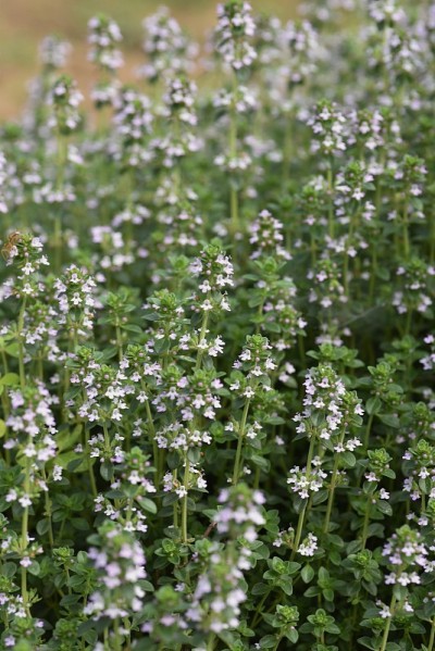 常见的百里香花