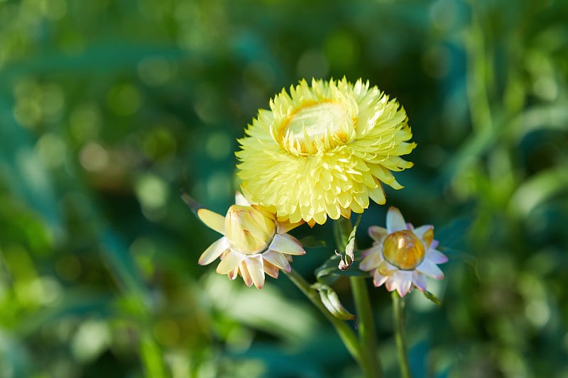 蜡菊(草花)