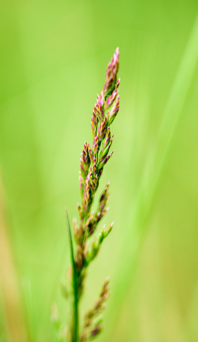 野生植物