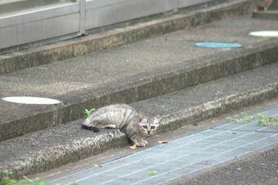 海边的流浪猫