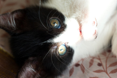 猫宝宝