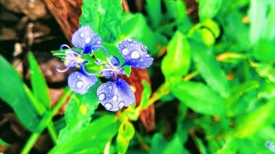 美丽的花朵commelina