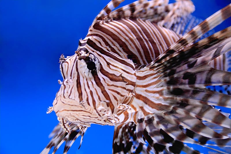 水族馆鱼类