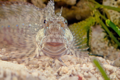 鱼是一种受欢迎的海洋水族馆鱼类在大洋洲