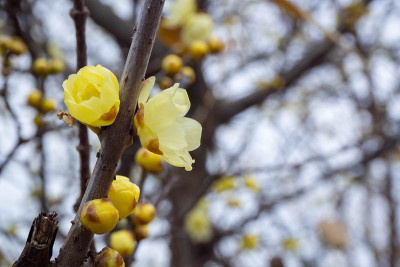 黄色的日本多香花盛开在仲冬