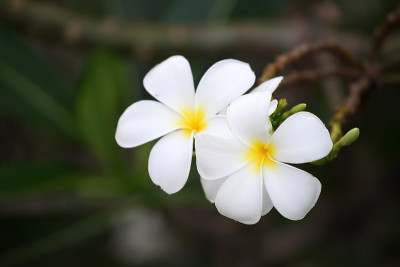 鸡蛋花花