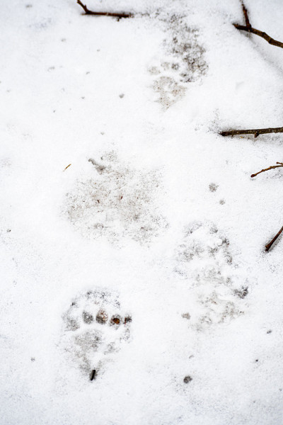 獾在雪地上留下的脚印